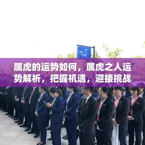 属虎人的运势解析，把握机遇，迎接挑战，展望美好未来