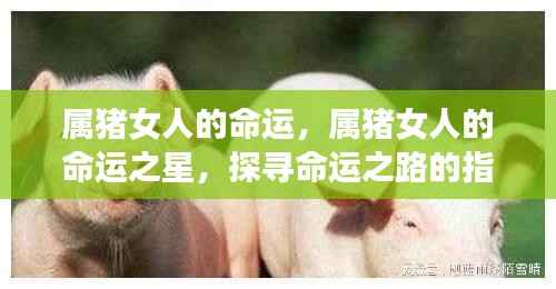 属猪女人的命运探索，指引之星的奥秘与命运之路的探寻